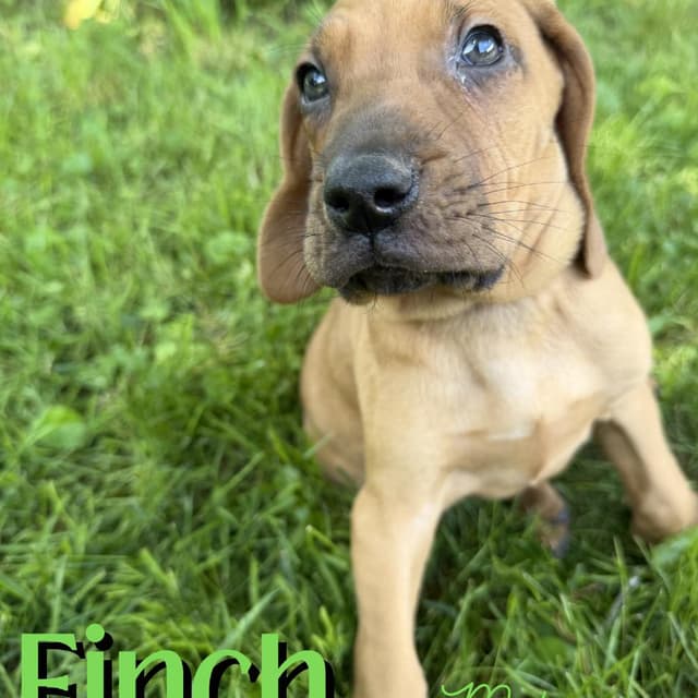 Finch media 2