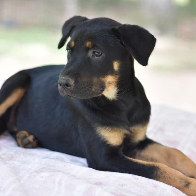 Talia (Victoria Litter) media 3
