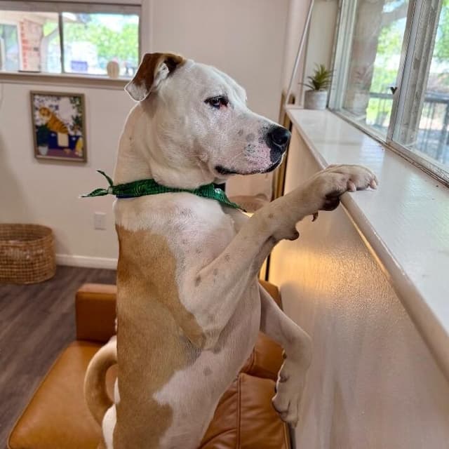 Ralphie Biggs your Extra Large Wigglebutt media 4