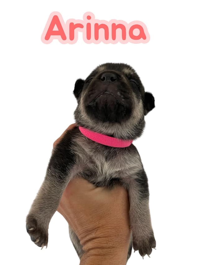 Sunny's Puppies - 4 Girls - MD media 2