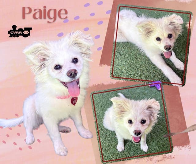 Paige (Puppy) media 2