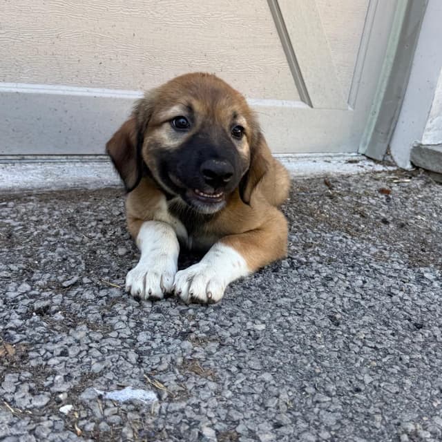 Raven Pup: Rain media 3