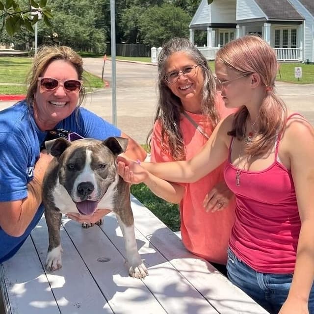 Holly The Best Family Dog media 5