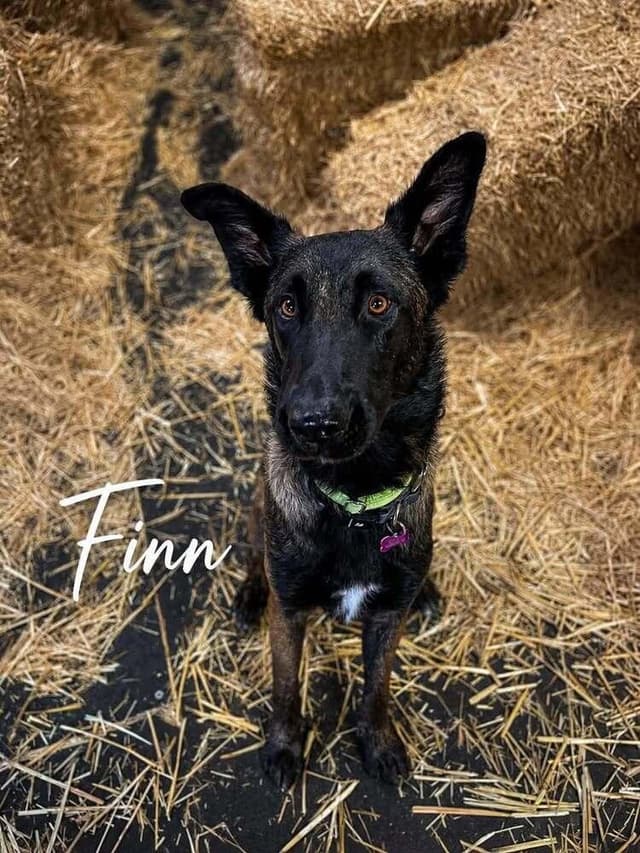 Finn FKA Fettuccini in OR media 4