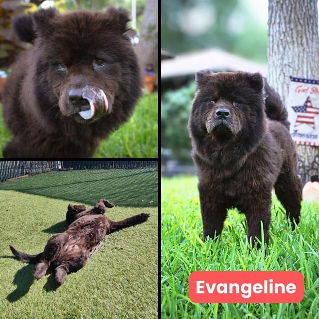 Evangeline media 4