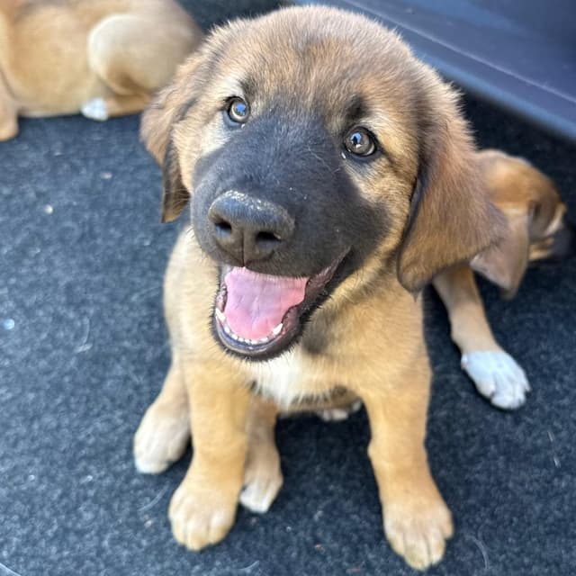 Raven Pup: Red Man media 4
