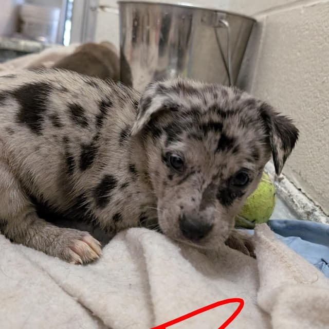 Puppy 4/Lubbock media 2