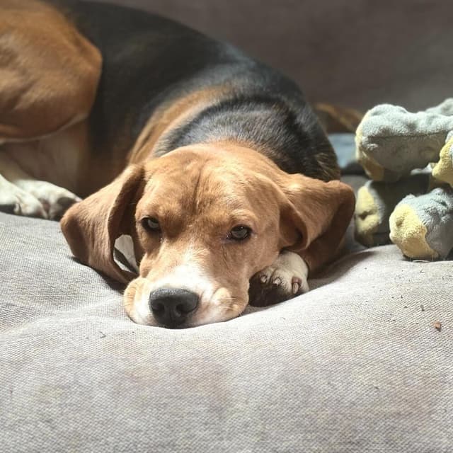 Ridglan Beagles media 4