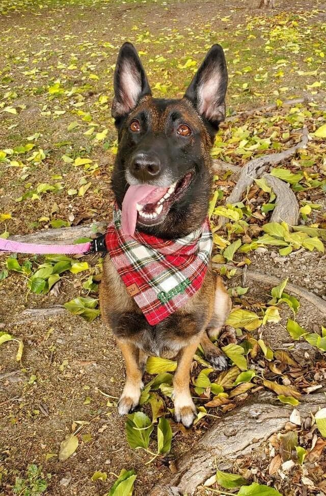 Onyx - Located in WA media 6