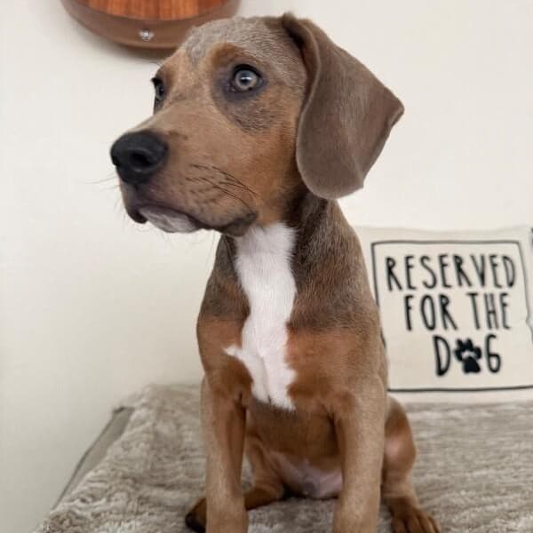Louis Pound Puppy media 5