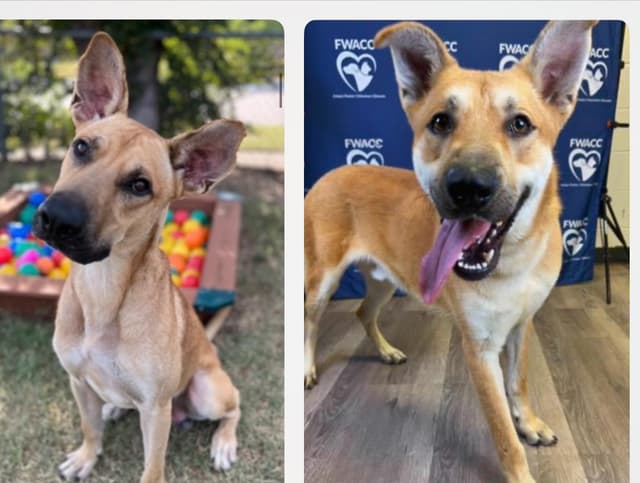 Adopt a Texas Dog in Need media 5