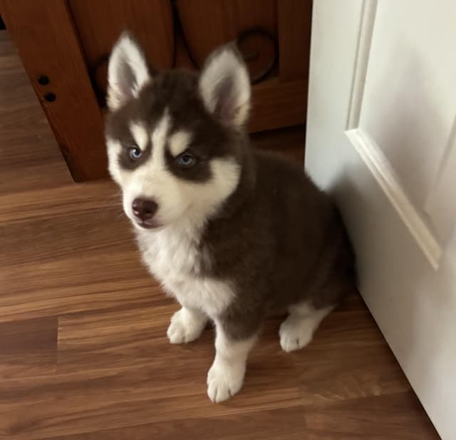 Belle Pup media 4