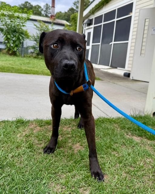 Gary- Beautiful Tripod Black Lab, best buddy material media 3