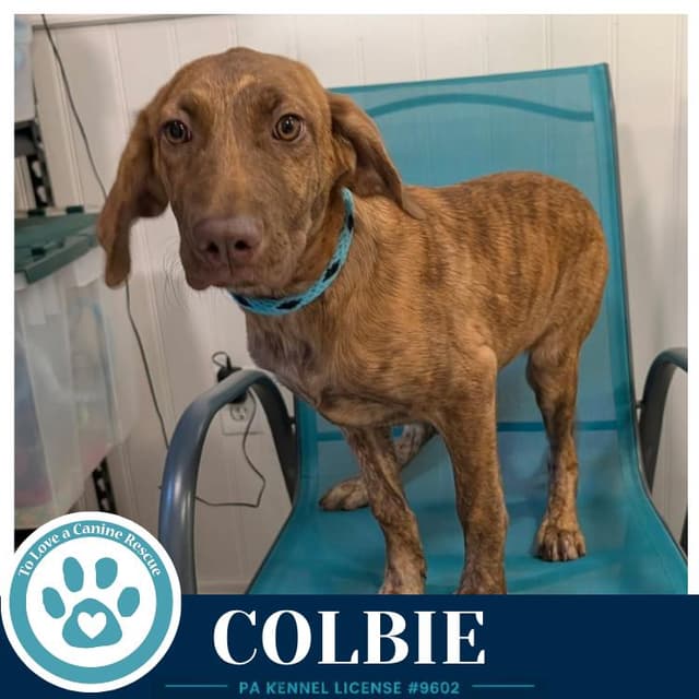 Colbie (The Copper Crew) 062026 media 4