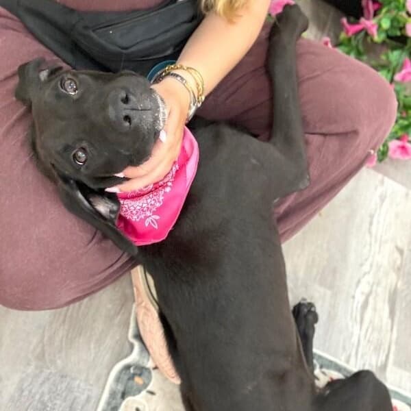 Roxy Reese media 5