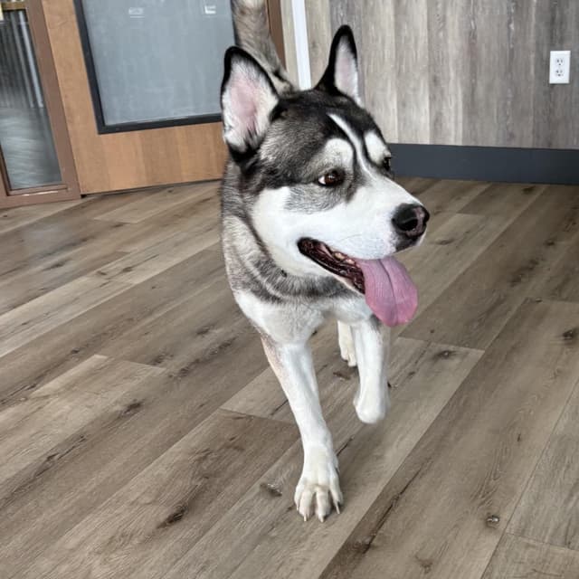 Koda media 6