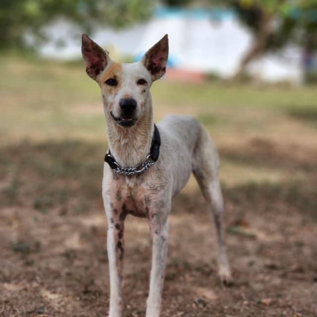Lexi II media 4
