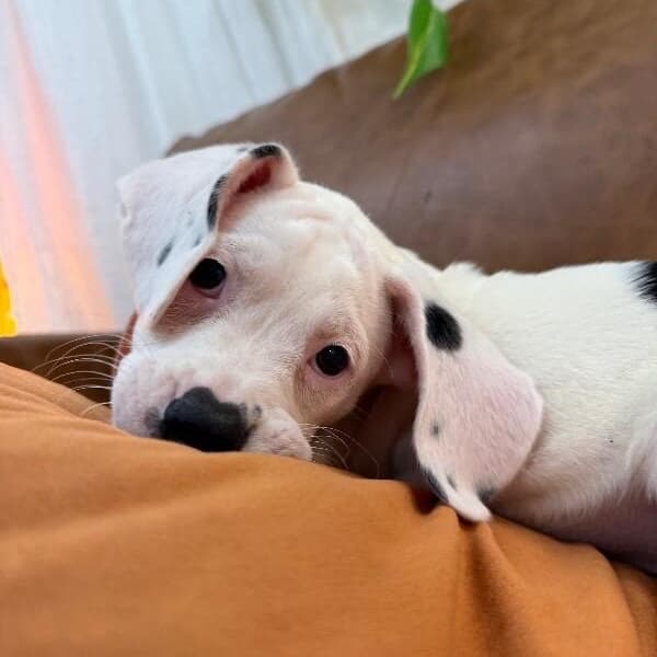Strudel Pound Puppy media 5