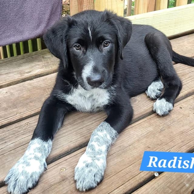 Radish media 2
