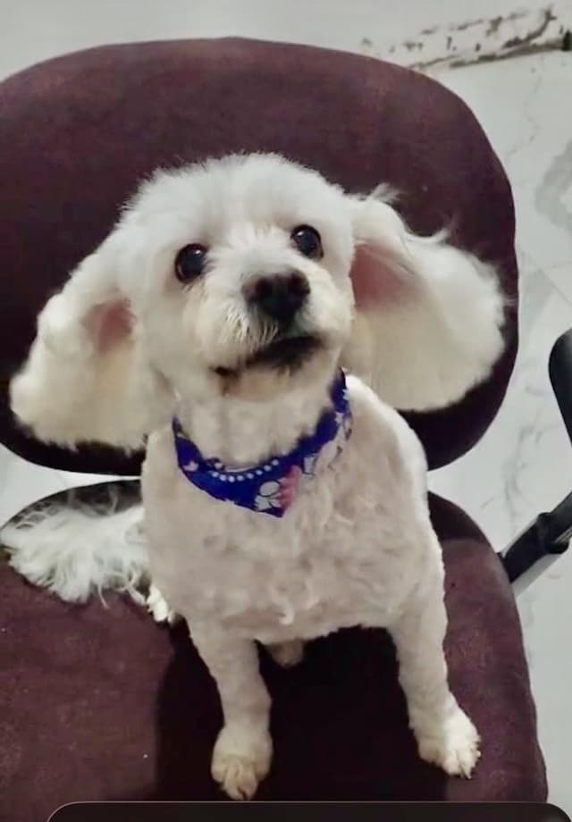 Bonnie media 2
