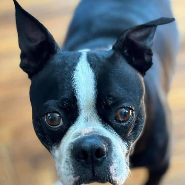 Rocco media 4
