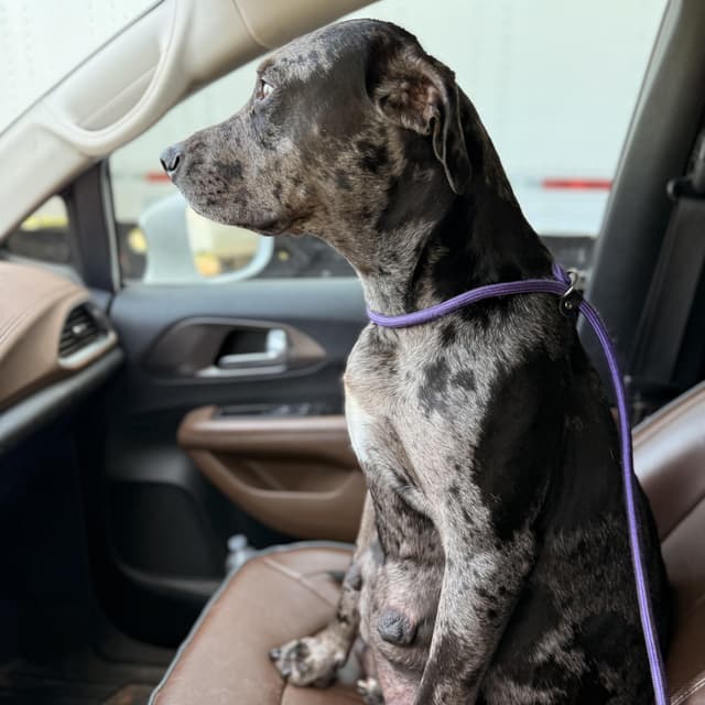 Ophelia (adoption fee 100) media 5