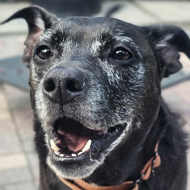 ELLIE - Foster/Fospice or adopter needed media 5