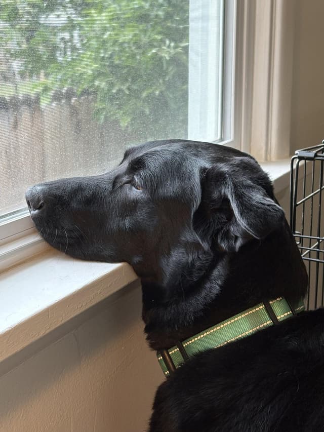 Stanley (Courtesy) media 3