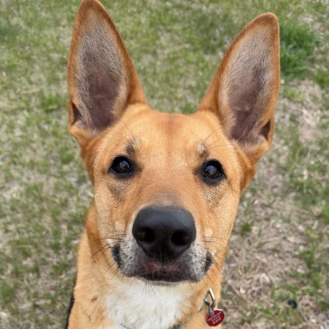 Toulouse***ADOPTION PENDING*** media 6