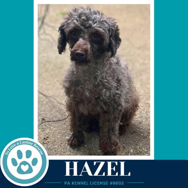Hazel 061326 media 2