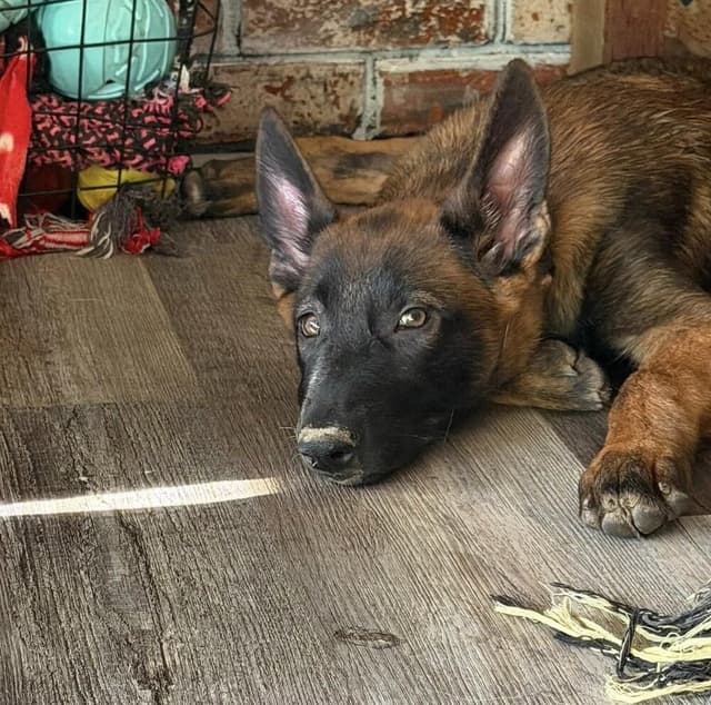 Lodi Litter Sonoma - Located in CA (female yellow collar) media 2