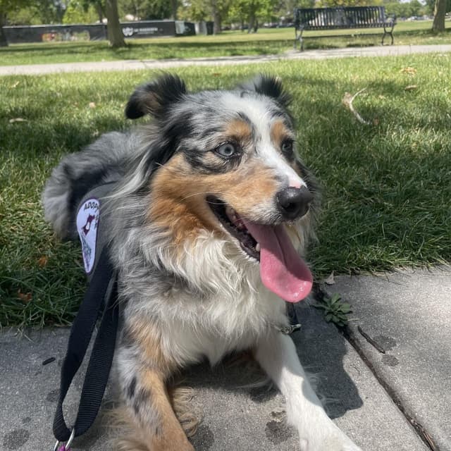 Kiwi media 5