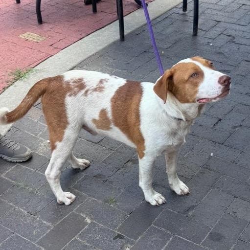 Doocy (100 adoption fee) media 2