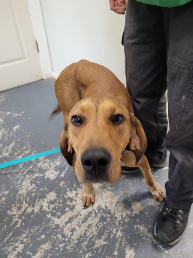 Annie Oakley - Longest Canine Resident media 4