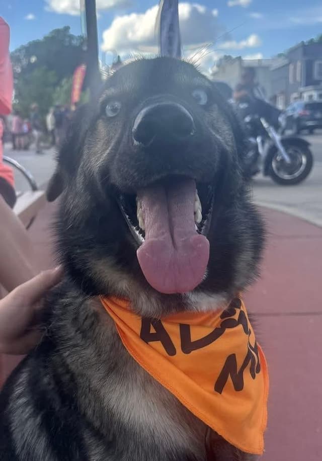 Blu the Husky/ Shepherd media 6