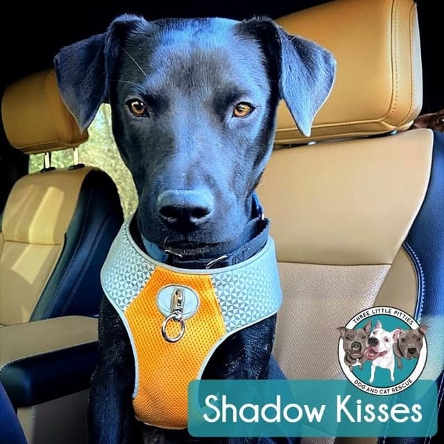 Shadow Mini Hershey Kisses media 2