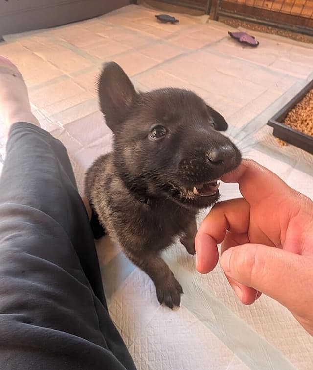 Lodi Litter Sonoma - Located in CA (female yellow collar) media 3