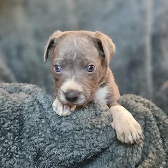 Goldieloxx Pup- Thor media 3