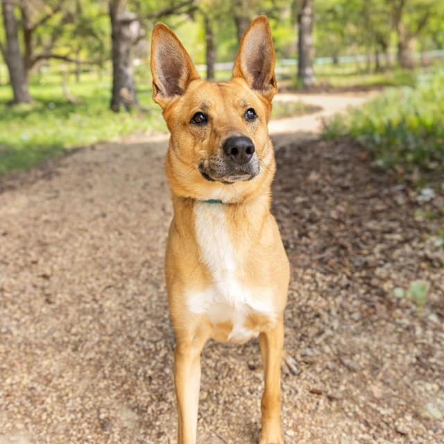 Toulouse***ADOPTION PENDING*** media 3