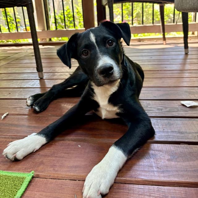 Spunky Pups: Kai media 2