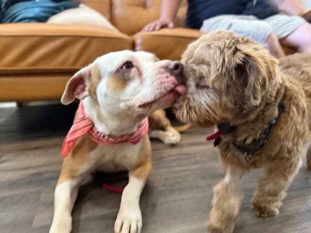 Clover the Luckiest Girl media 5