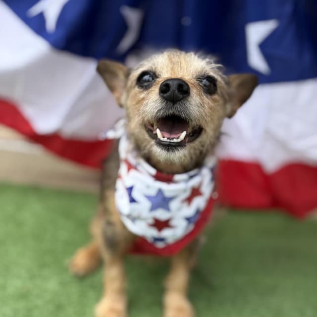 Janice media 5