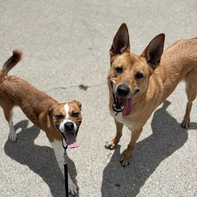 Toulouse***ADOPTION PENDING*** media 2