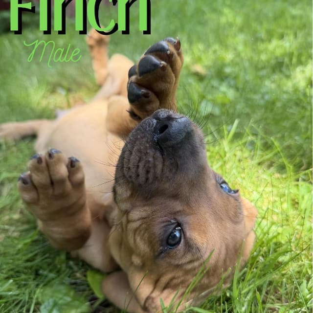 Finch media 3