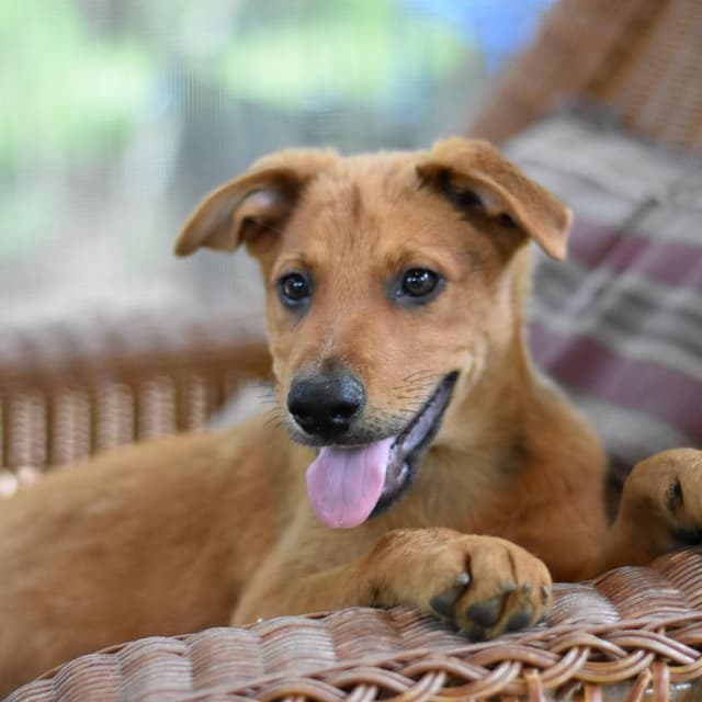 Carter (Victoria Litter) media 4