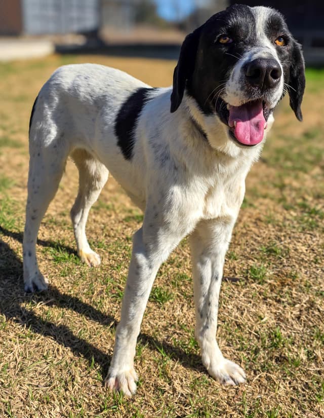 Ladybug media 4
