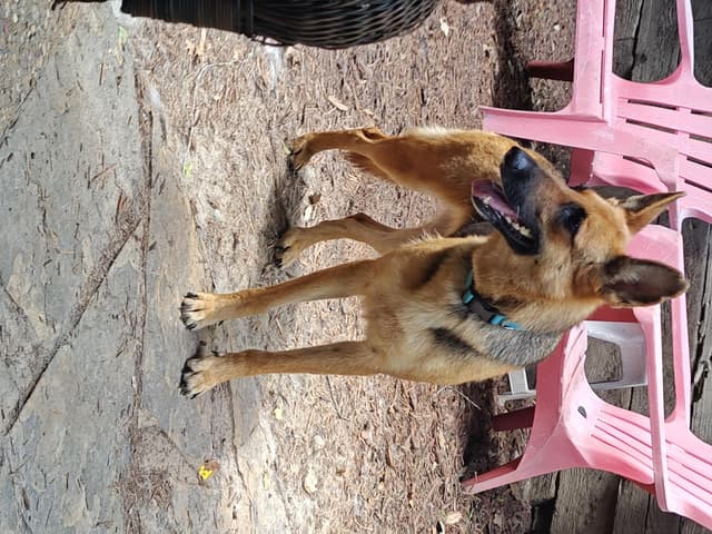 Princess ( cat friendly small dog friendly ) media 4