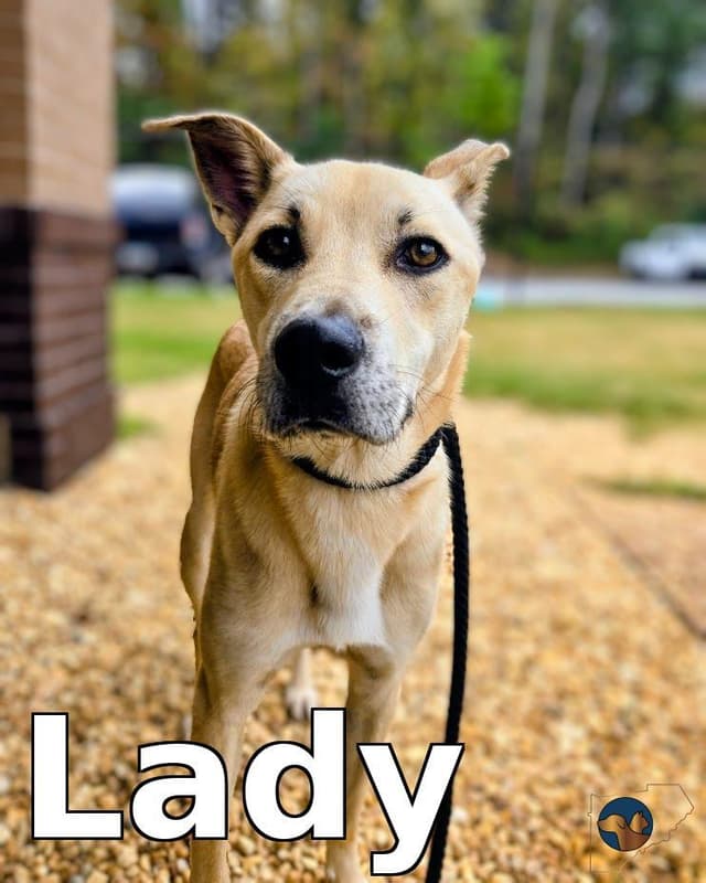 Lady media 2