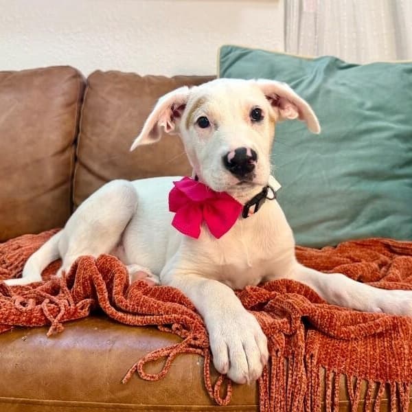 Lilly Mae Penelope media 5