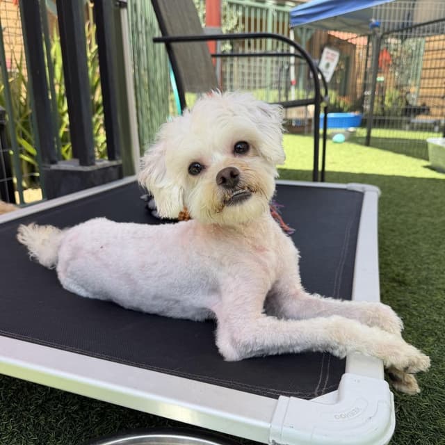 Chevy media 3